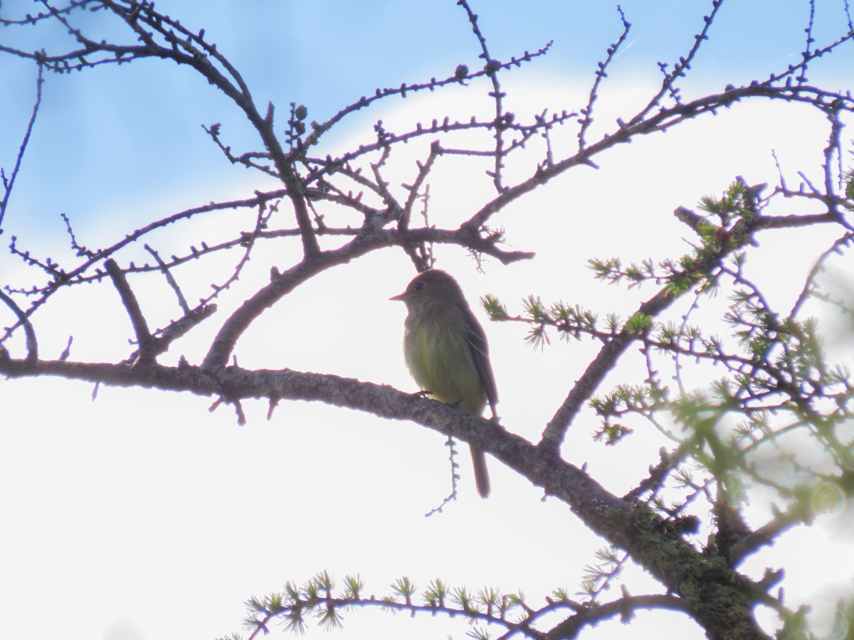 Yellow-bellied Flycatcher - ML621190053