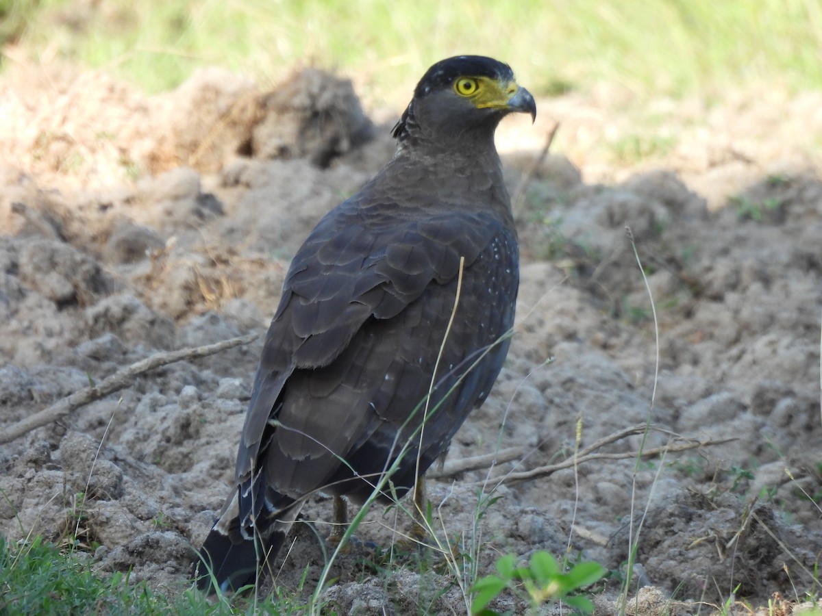 Crested Serpent-Eagle - ML621190057