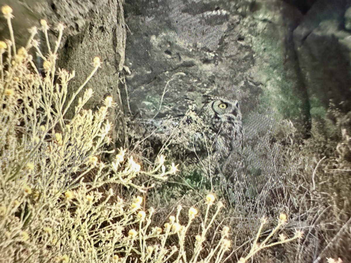 Great Horned Owl - ML621190083