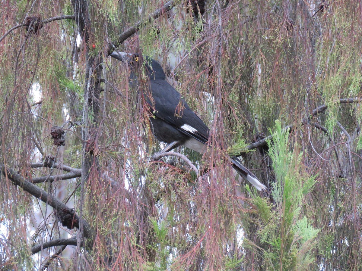 Pied Currawong - ML621190090