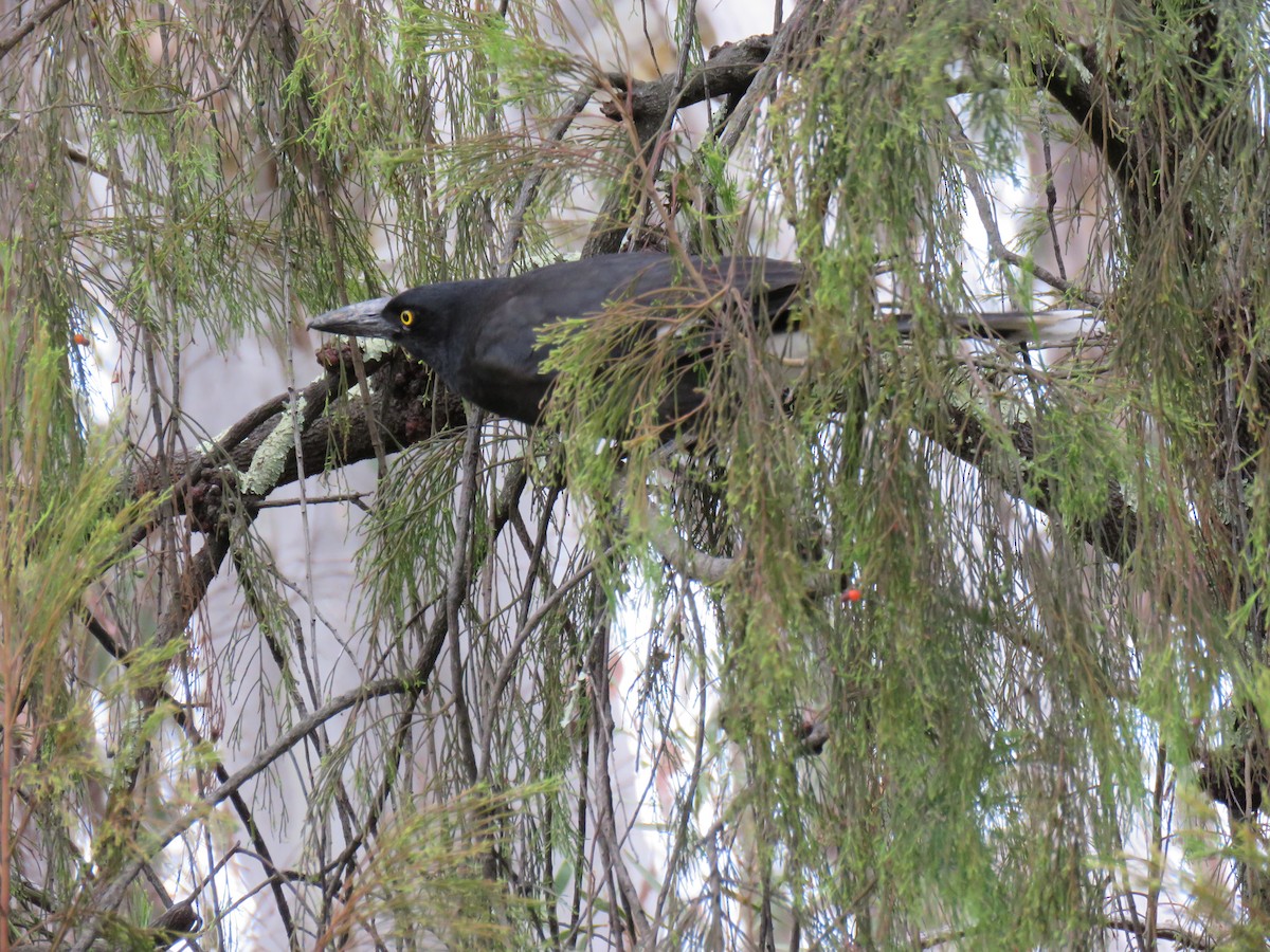 Pied Currawong - ML621190091