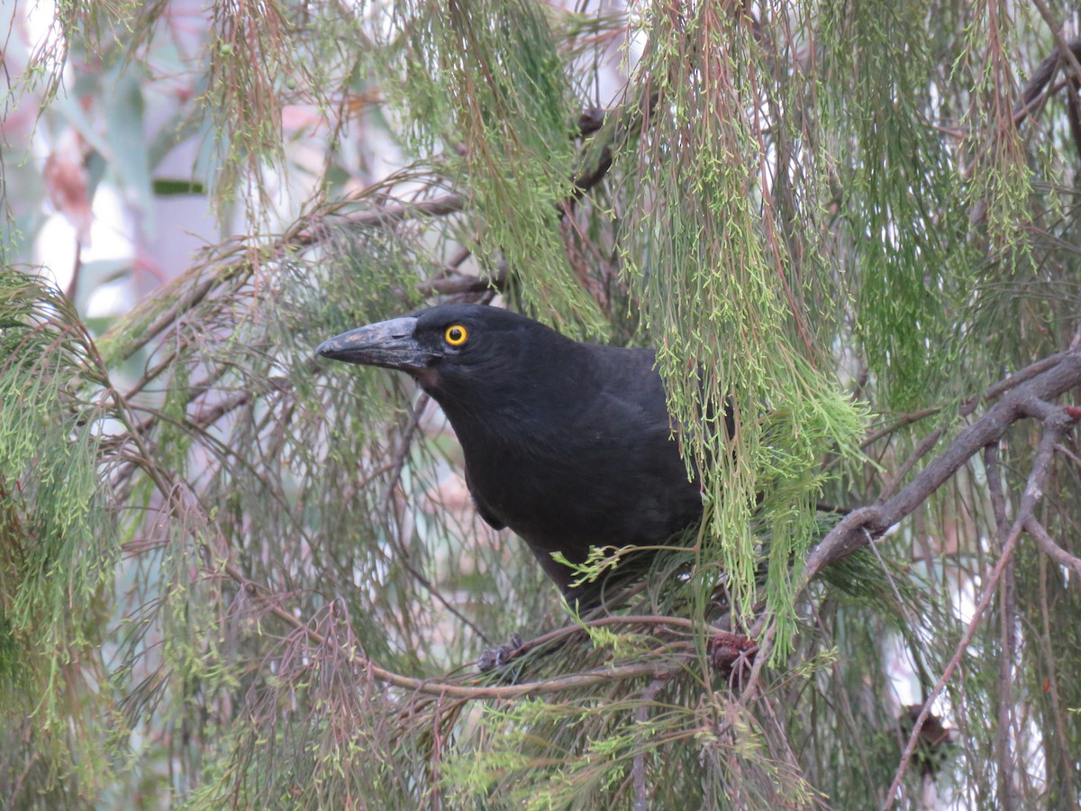 Pied Currawong - ML621190092