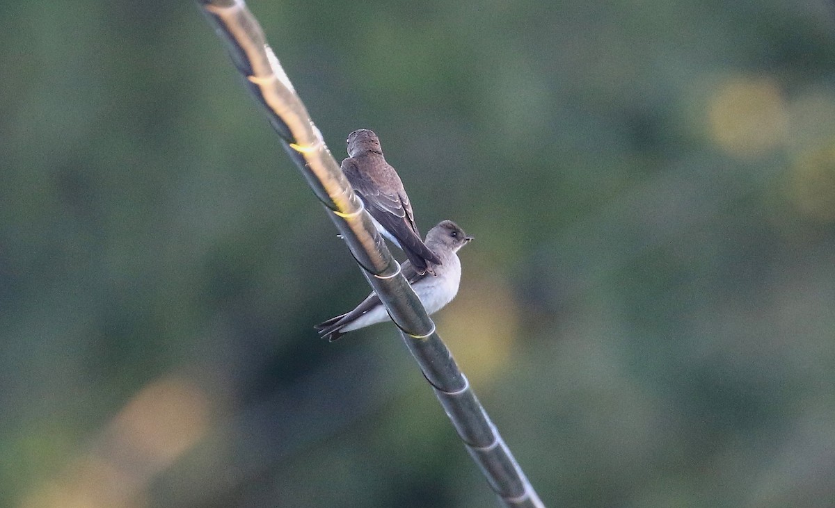 Northern Rough-winged Swallow - ML621190096