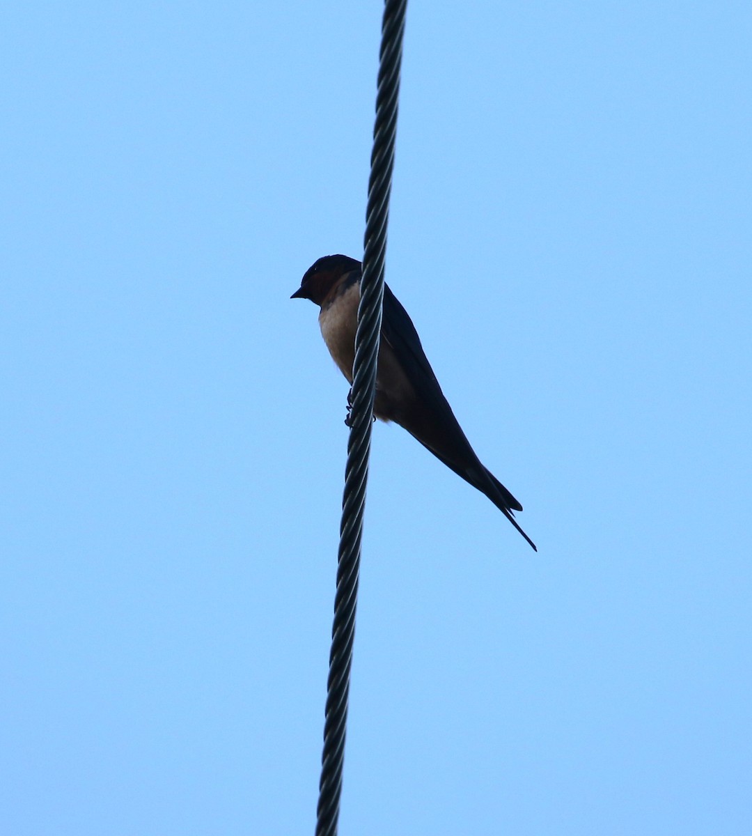 Barn Swallow - ML621190097