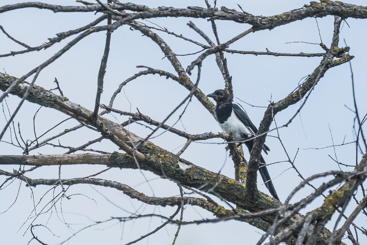 Eurasian Magpie (Eurasian) - ML621190100