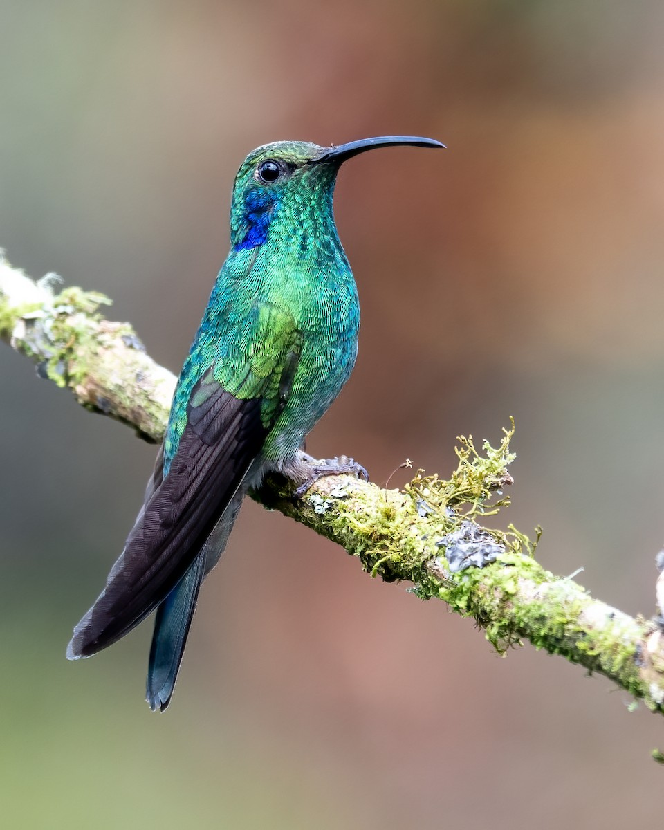 kolibřík modrouchý - ML621190112