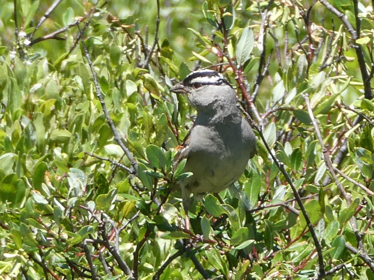 White-crowned Sparrow (oriantha) - ML621190149