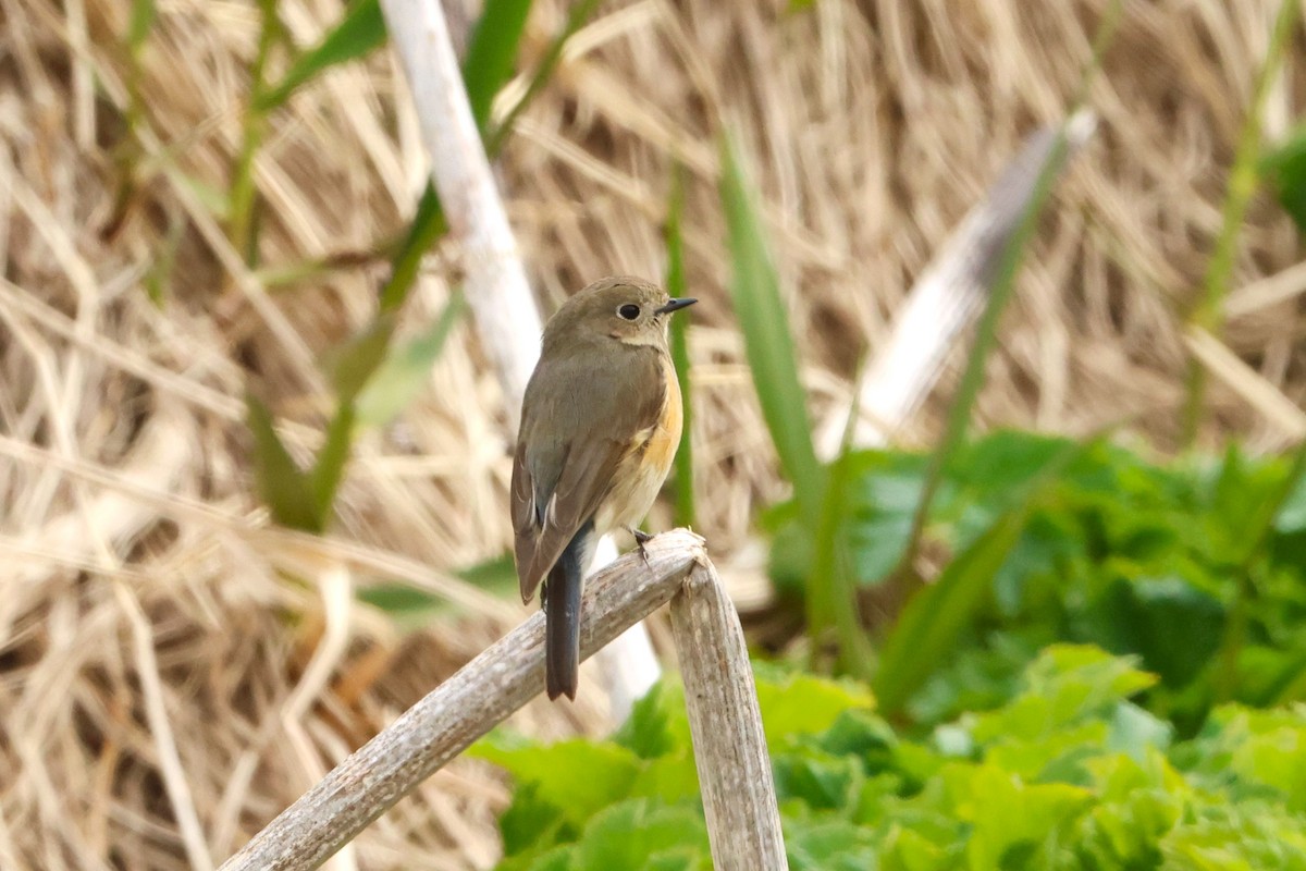 Red-flanked Bluetail - ML621190162