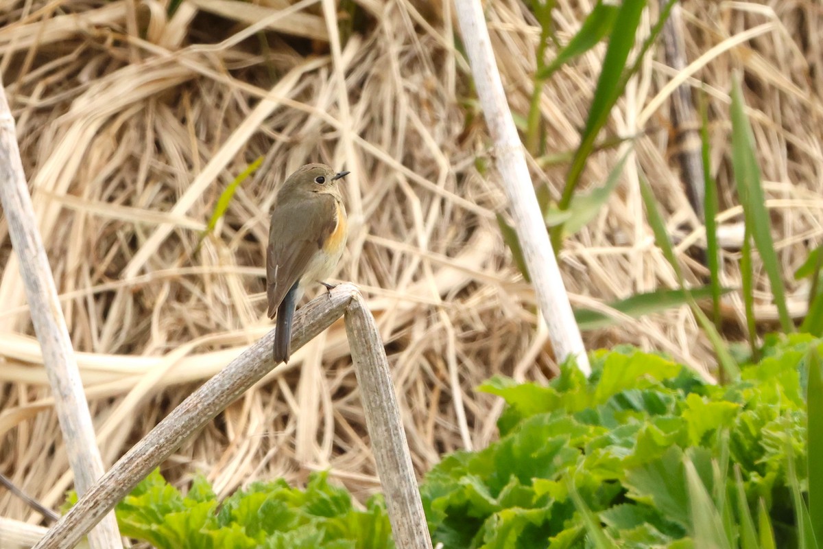 Red-flanked Bluetail - ML621190163