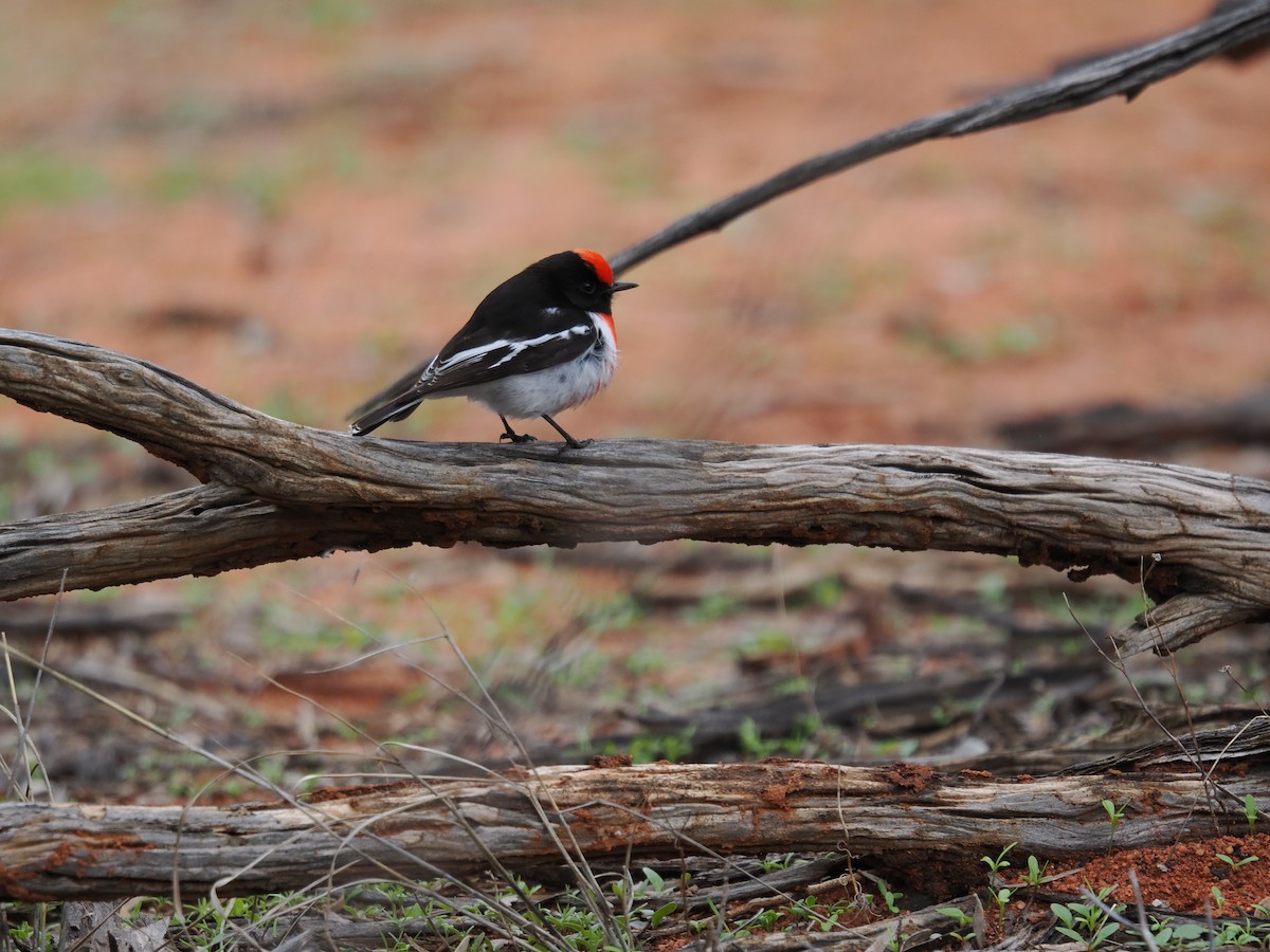 Red-capped Robin - ML621190168