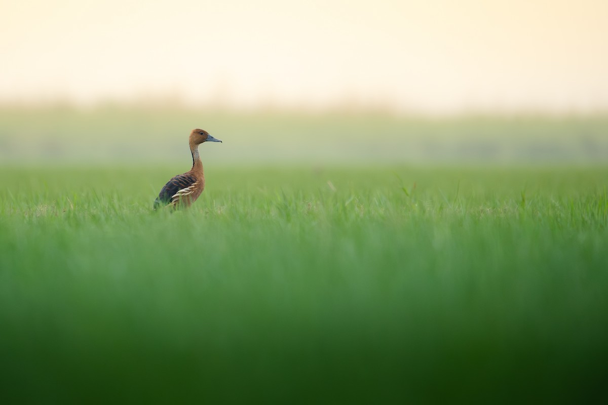 Fulvous Whistling-Duck - ML621190171