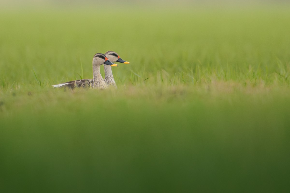 Indian Spot-billed Duck - ML621190174
