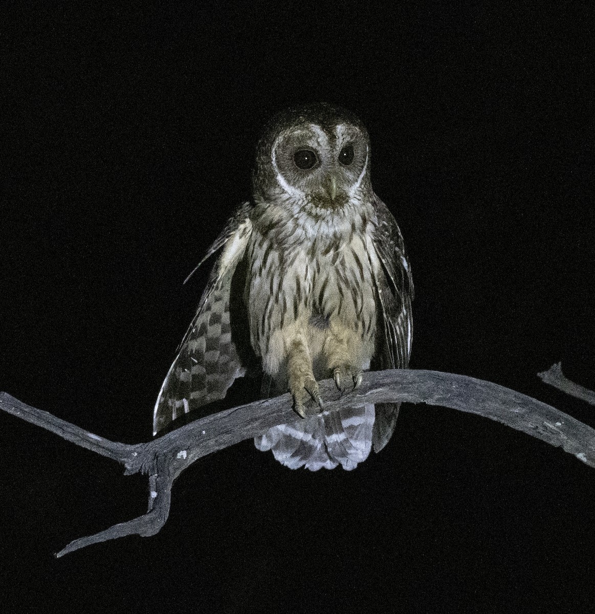 Mottled Owl - ML621190198