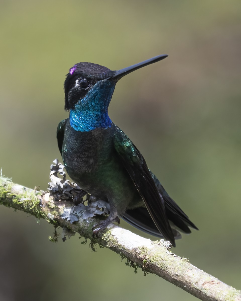 Talamanca Hummingbird - ML621190216