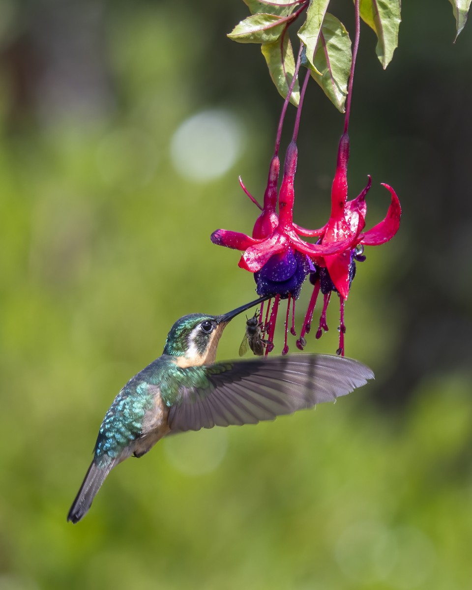 kolibřík pokřovní - ML621190237