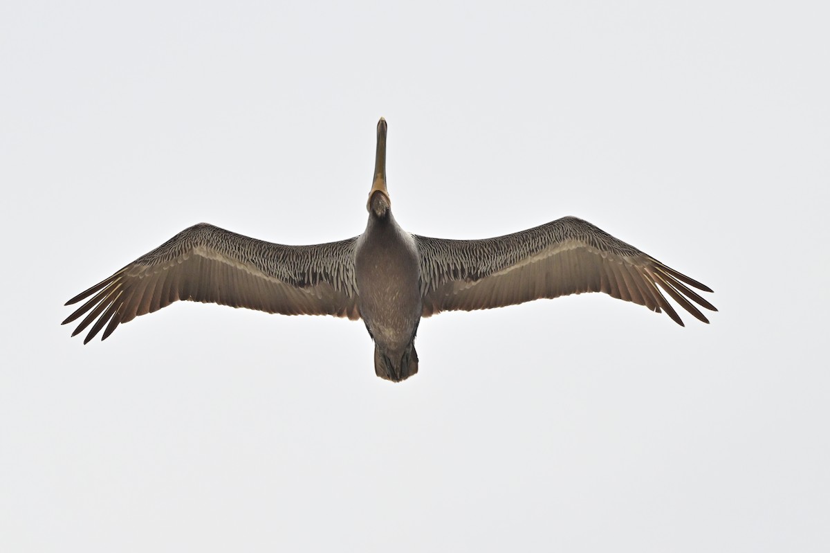 pelikán hnědý - ML621190293
