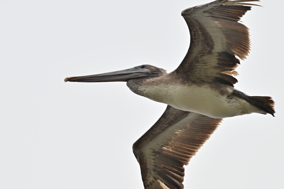 pelikán hnědý - ML621190297