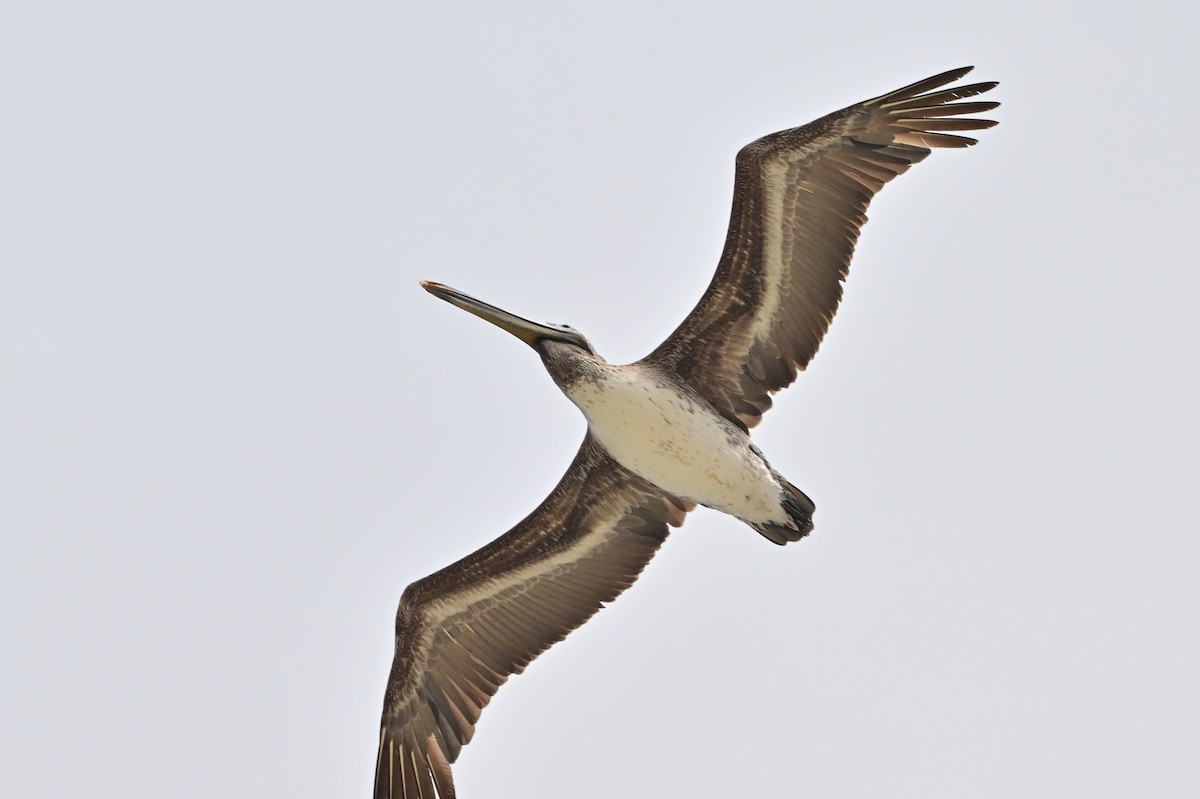 pelikán hnědý - ML621190299