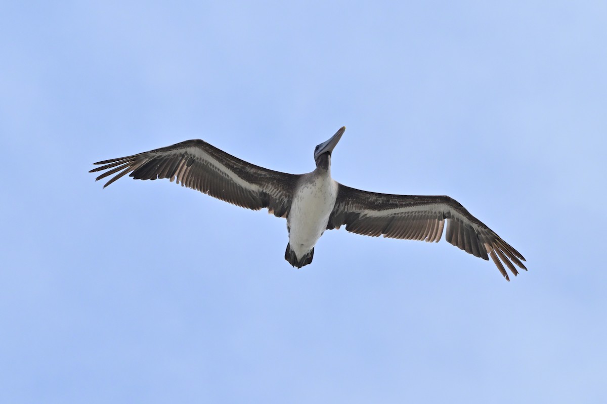 pelikán hnědý - ML621190300