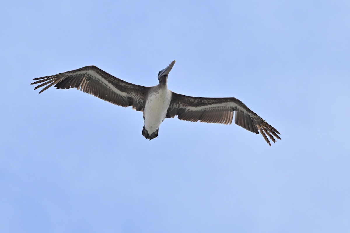 pelikán hnědý - ML621190301