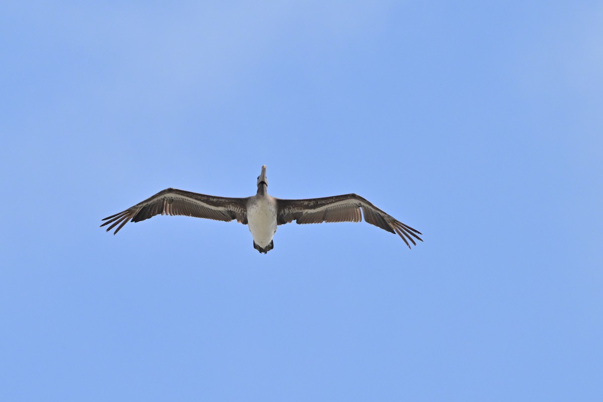 pelikán hnědý - ML621190302