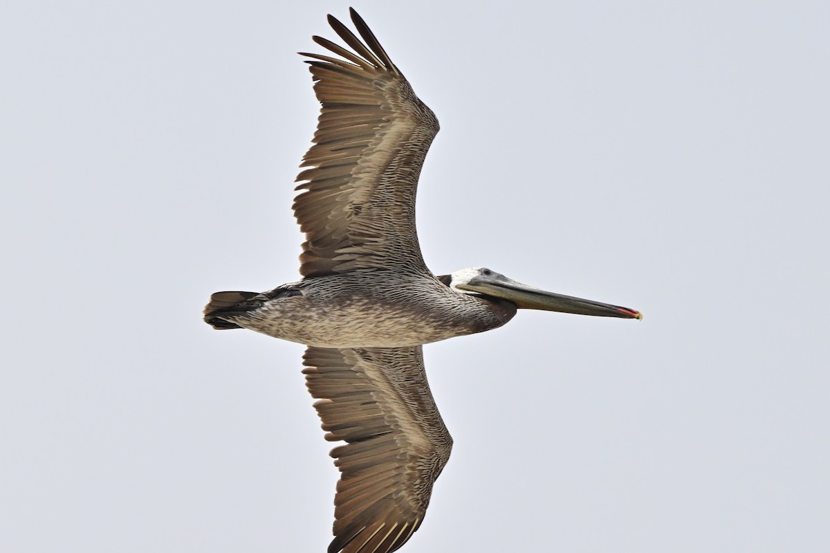 pelikán hnědý - ML621190304