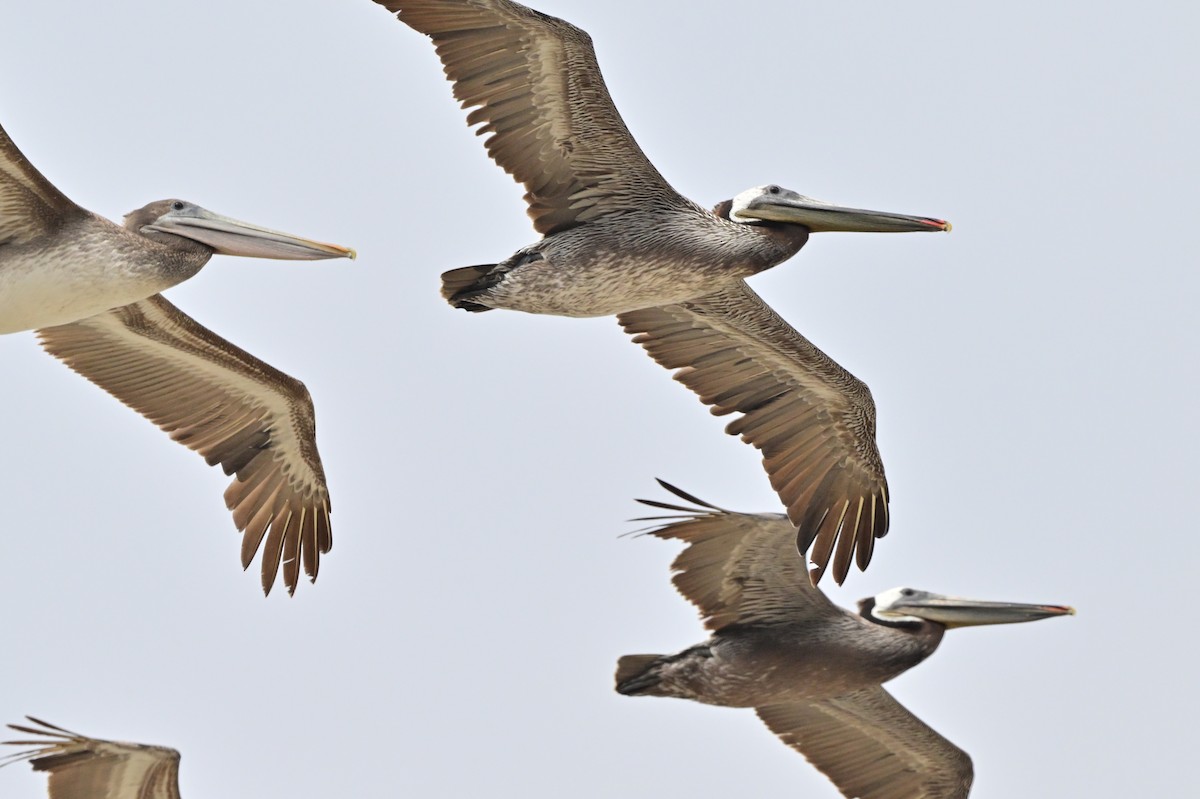 pelikán hnědý - ML621190305