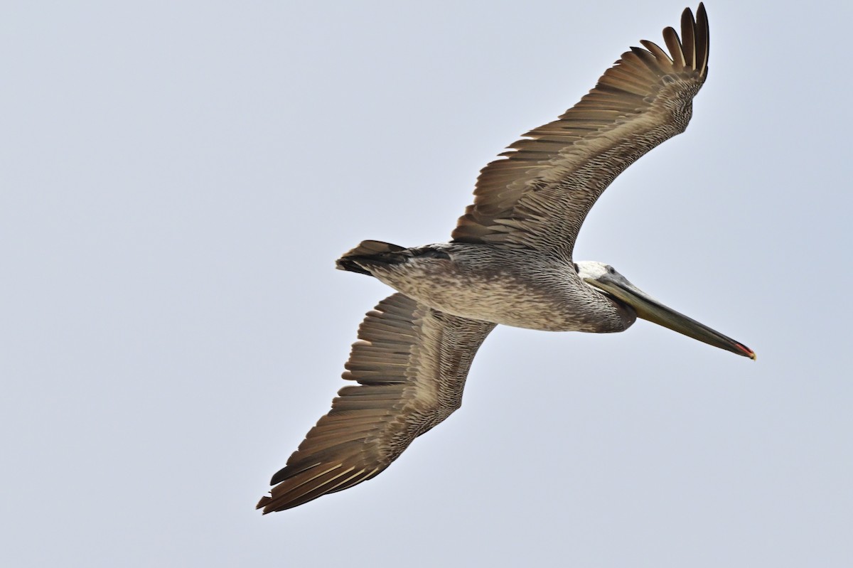 pelikán hnědý - ML621190307