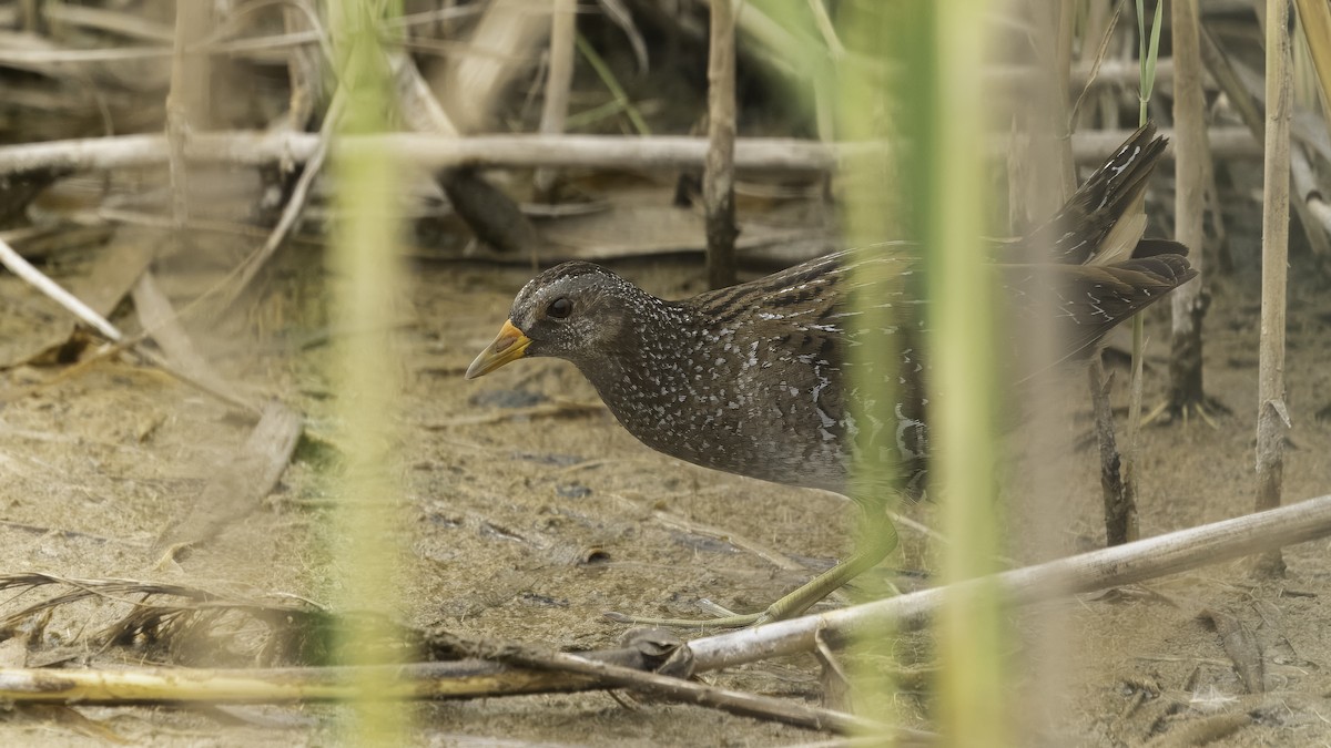 Spotted Crake - ML621190311