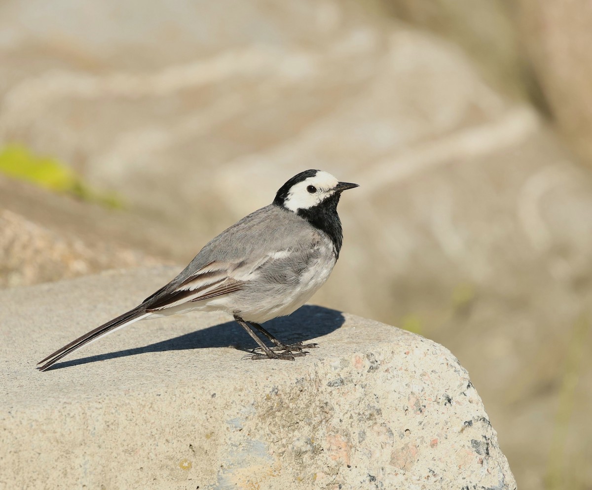 White Wagtail (White-faced) - ML621190328
