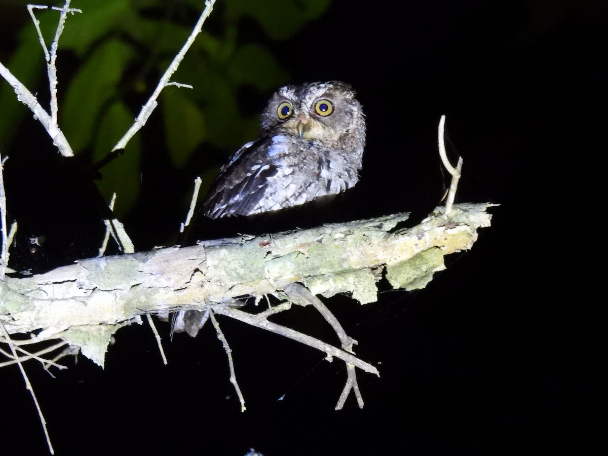 Sulawesi Scops-Owl - ML621190330