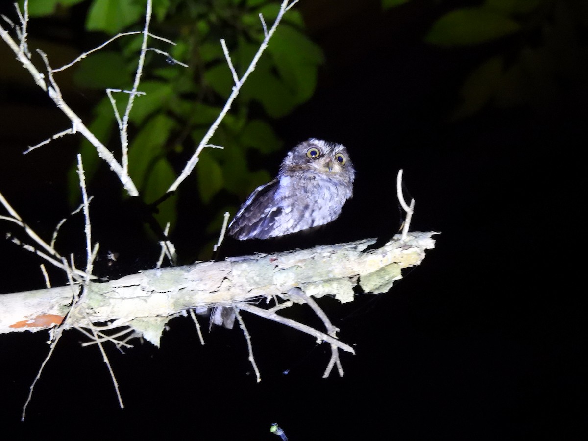 Sulawesi Scops-Owl - ML621190335