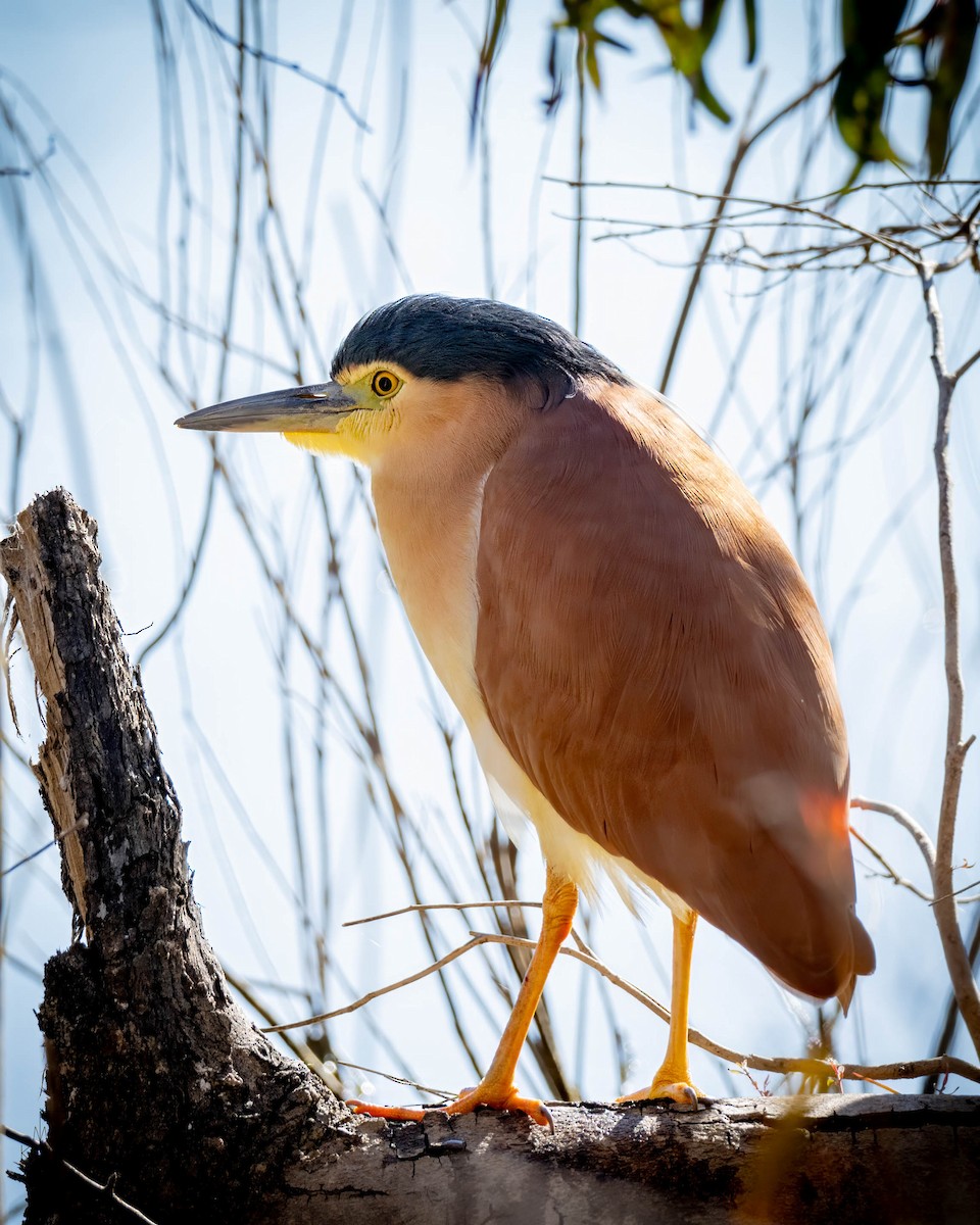 Nankeen Night Heron - ML621190342