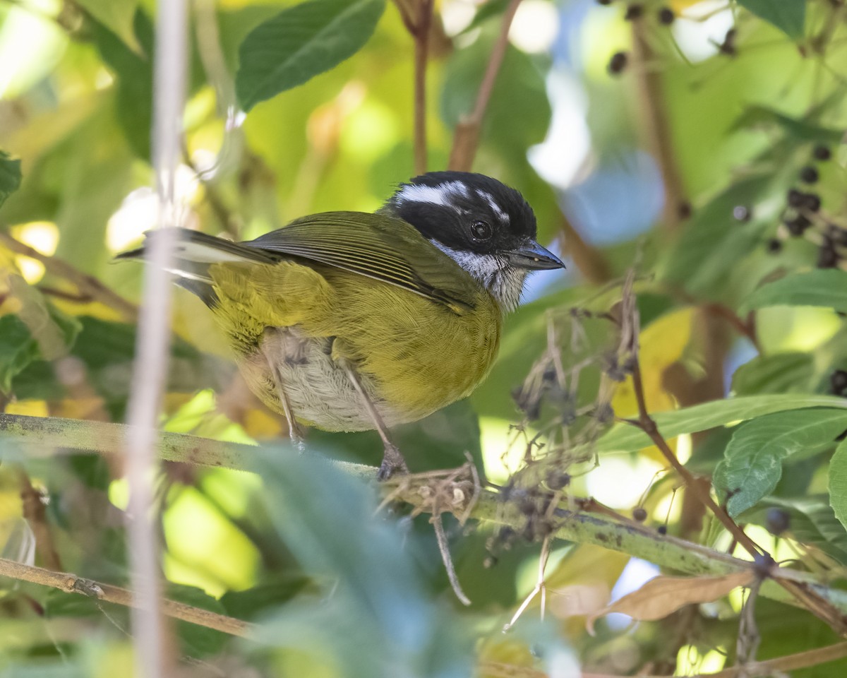 Sooty-capped Chlorospingus - ML621190352