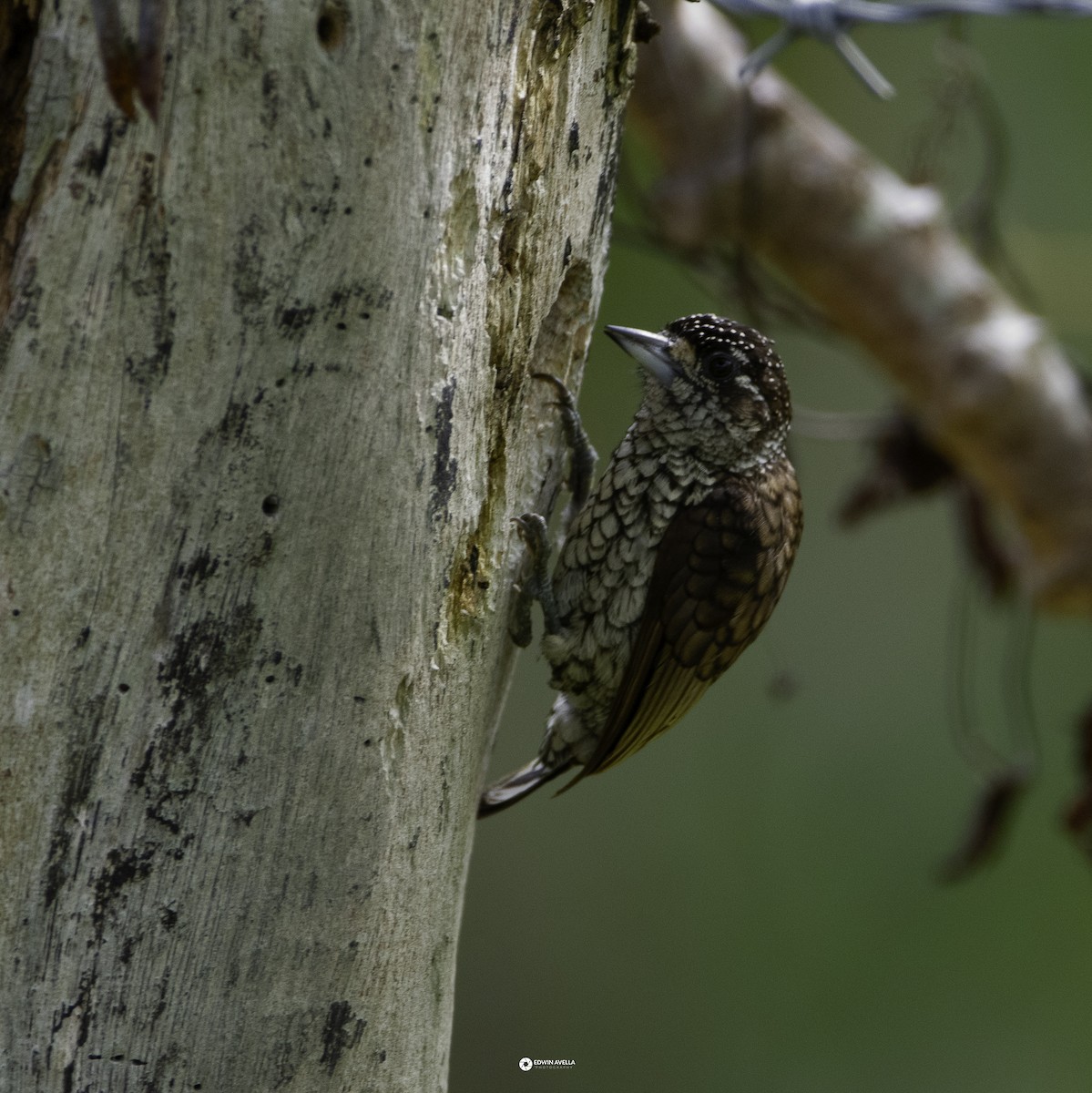Scaled Piculet - ML621190381