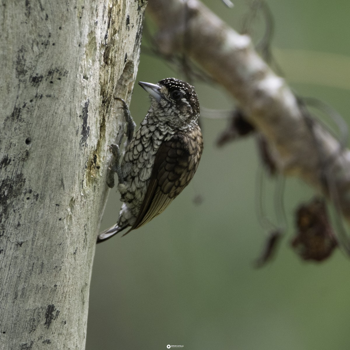 Scaled Piculet - ML621190382