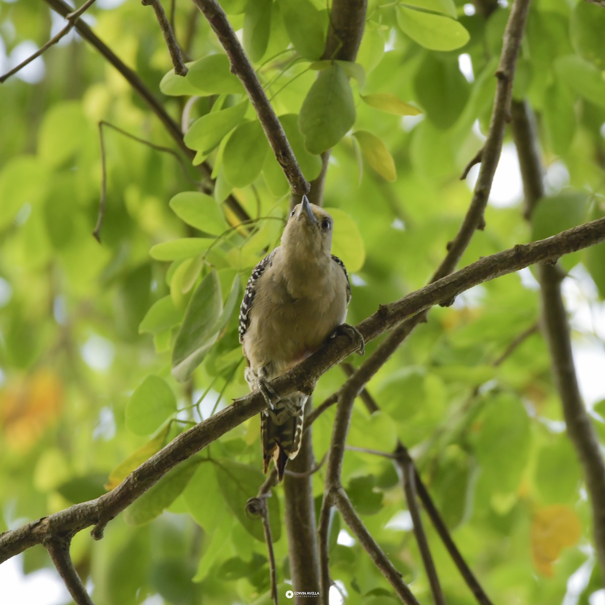 Red-crowned Woodpecker - ML621190384