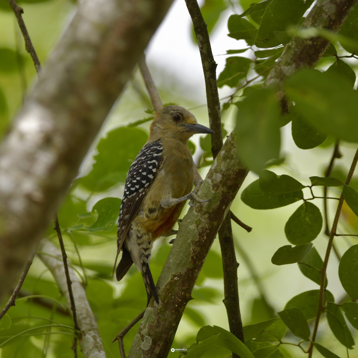 Red-crowned Woodpecker - ML621190388