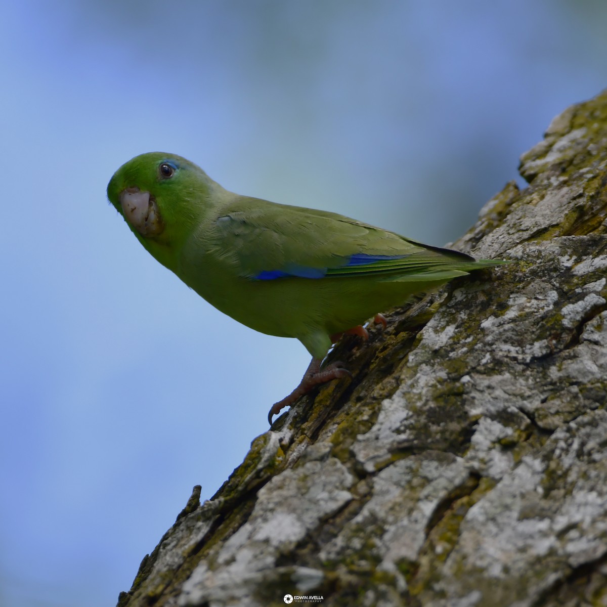 Spectacled Parrotlet - ML621190396