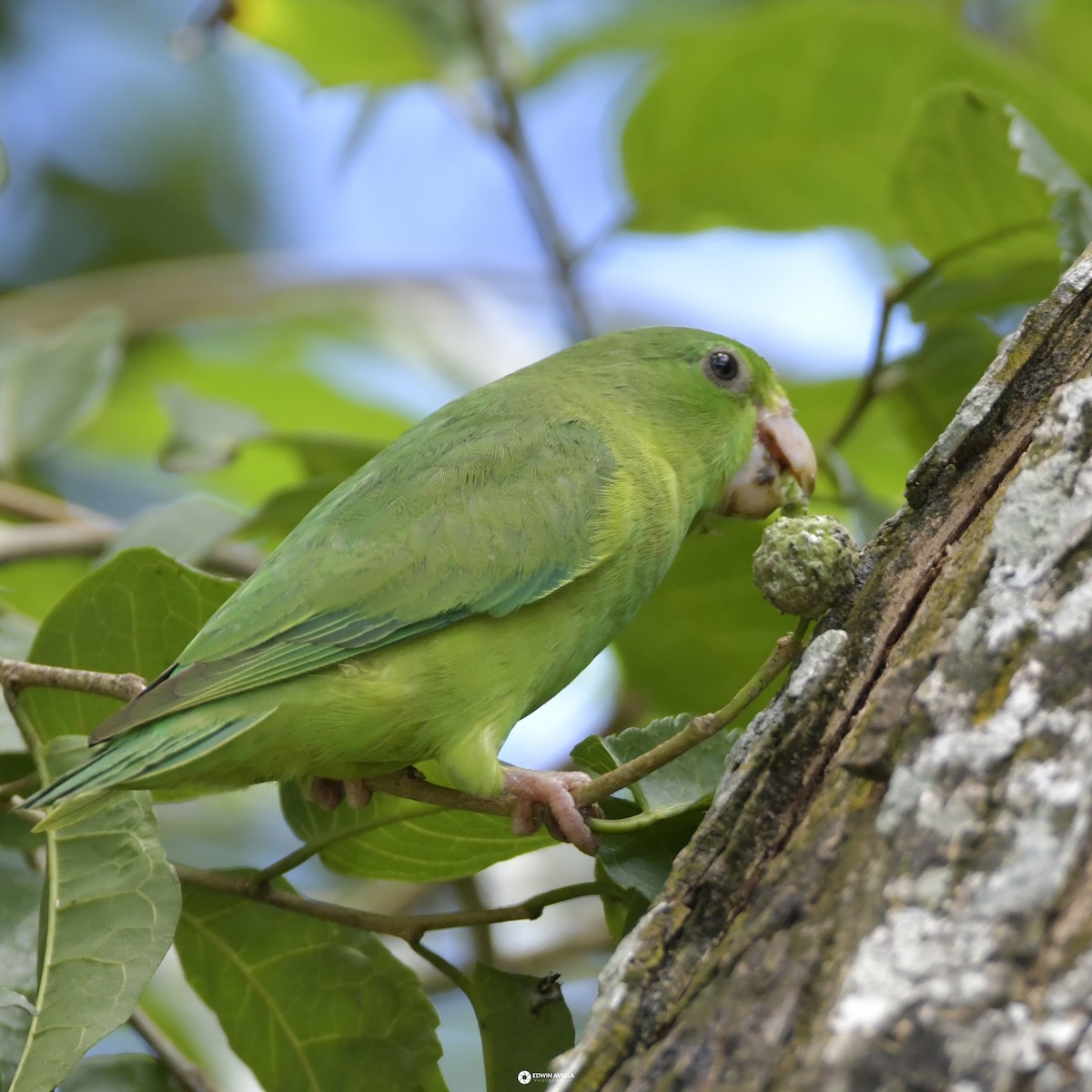 Spectacled Parrotlet - ML621190398