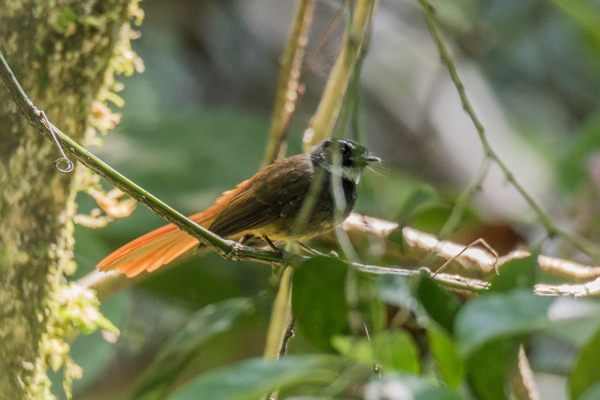 Rufous-tailed Fantail - ML621190431