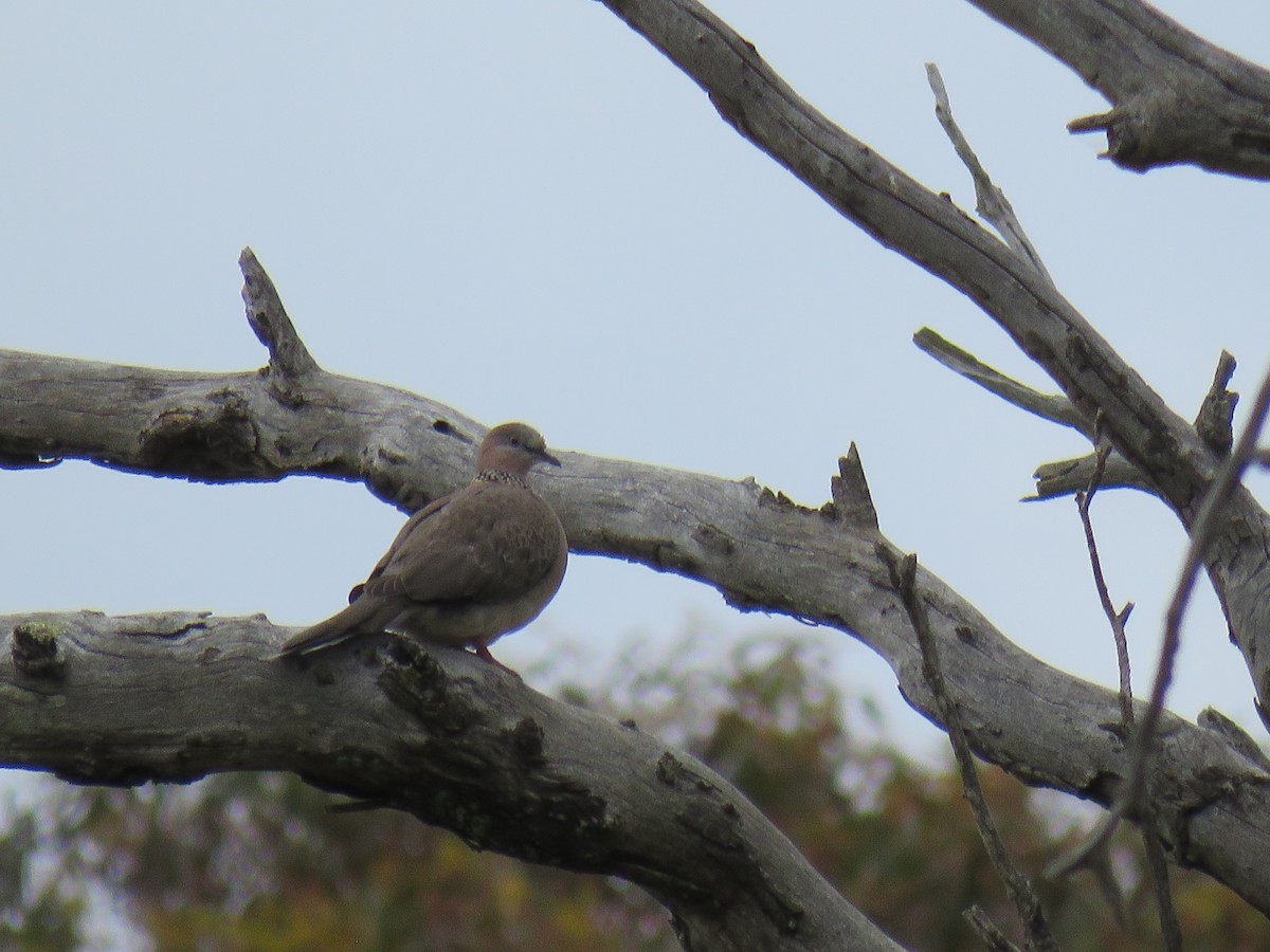 Spotted Dove - ML621190437