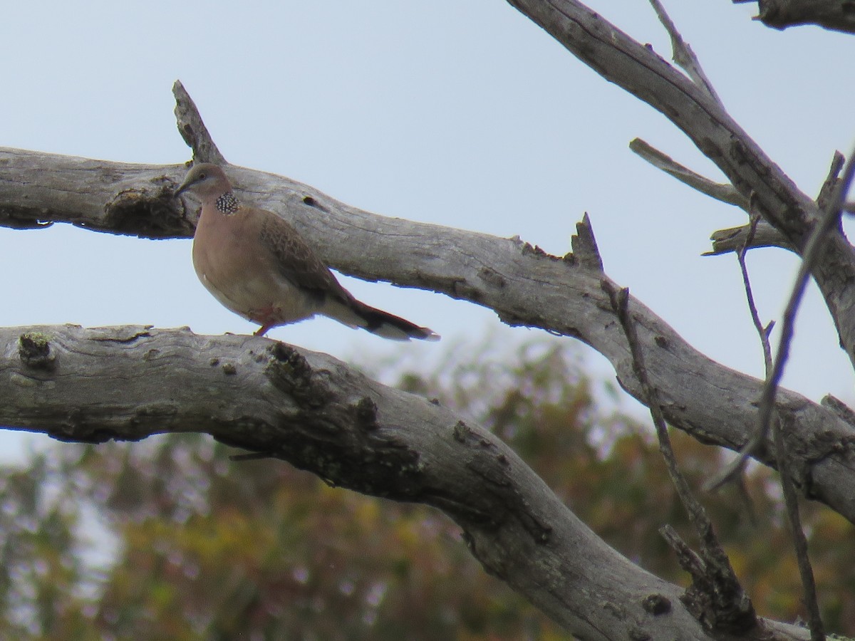 Spotted Dove - ML621190438