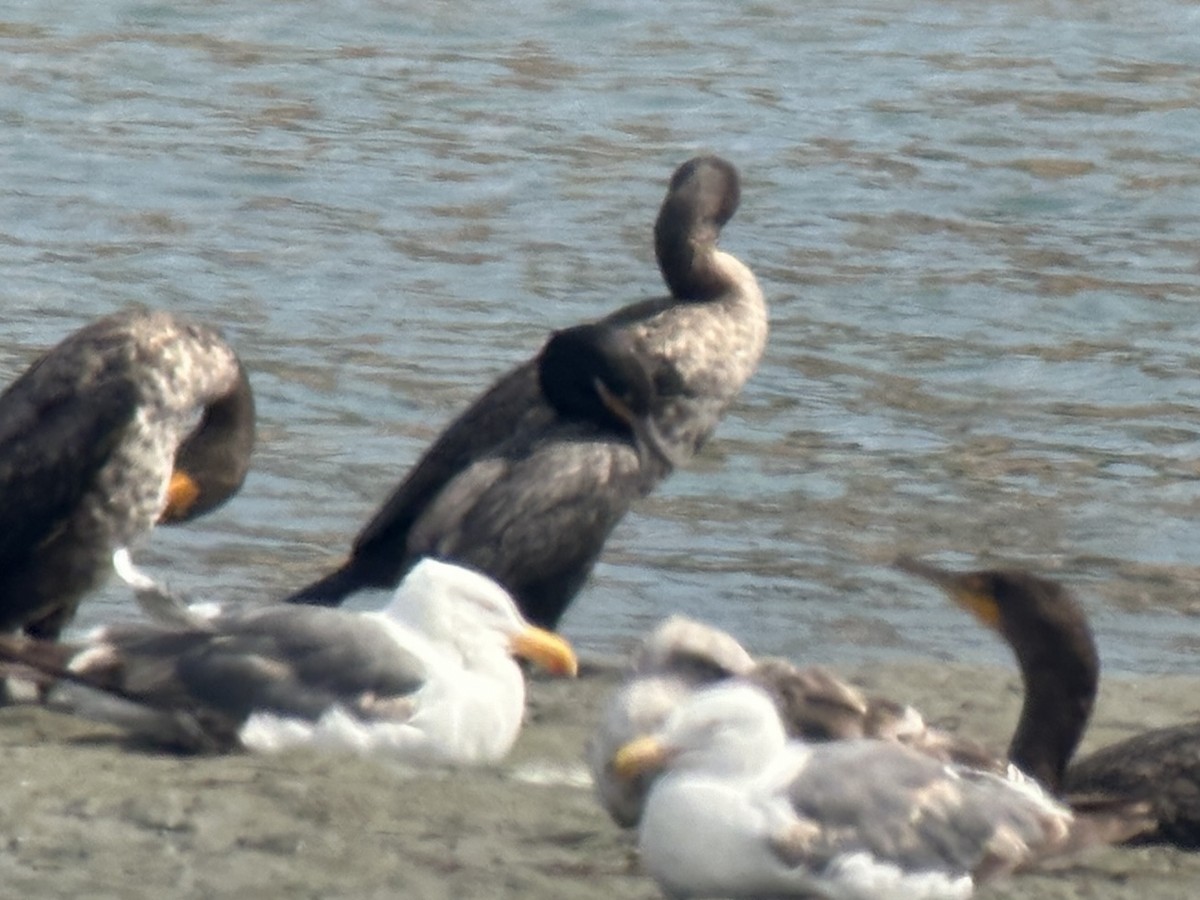 Neotropic Cormorant - Angela Johnson