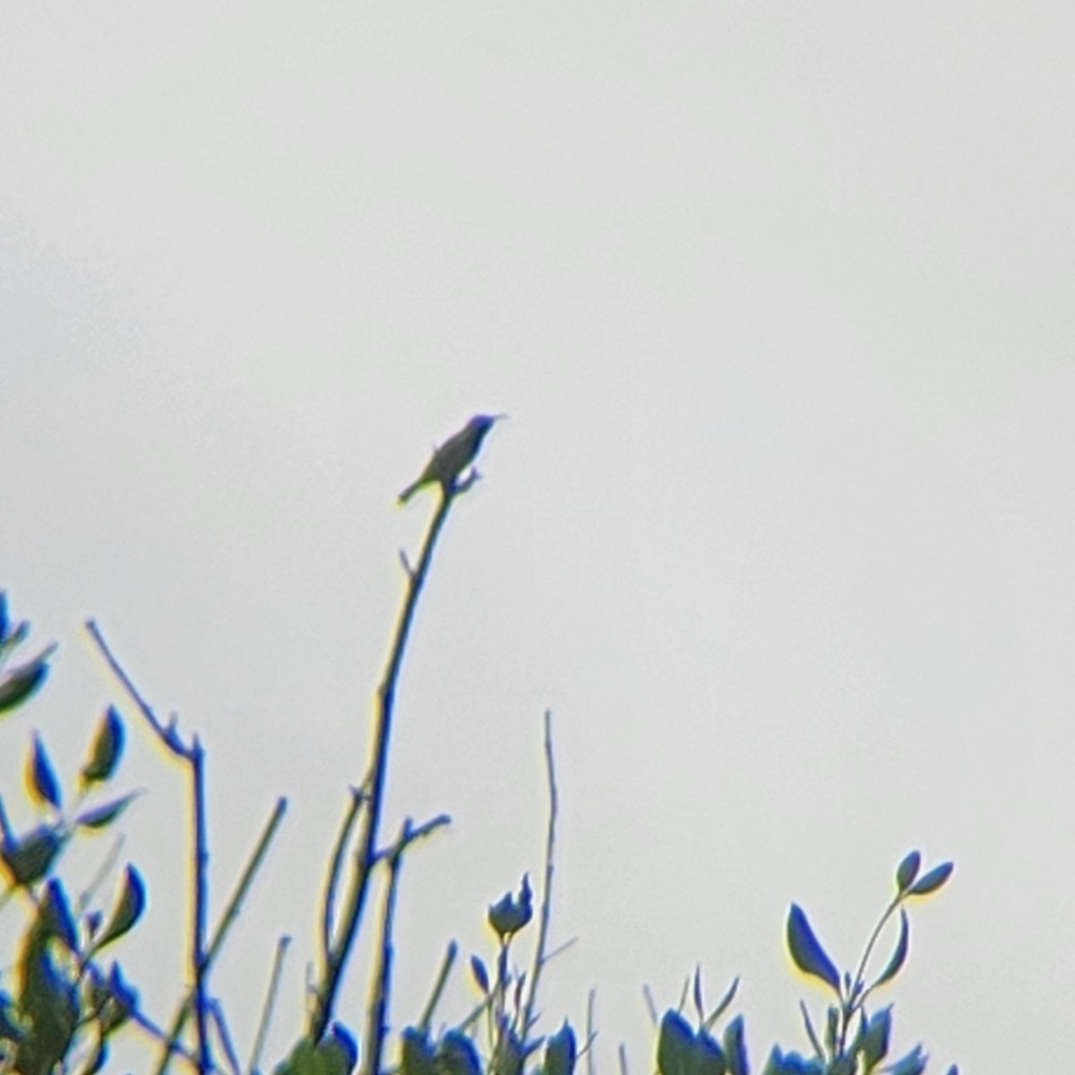 Ornate Sunbird - ML621190449