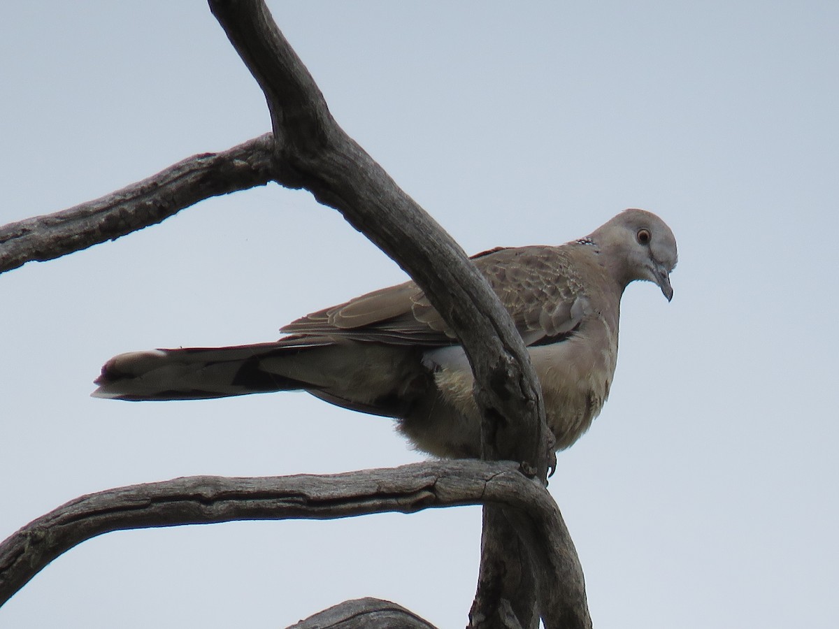 Spotted Dove - ML621190451