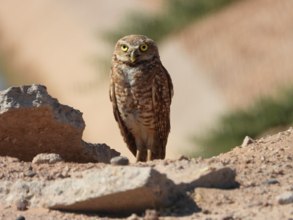 Burrowing Owl - ML621190482