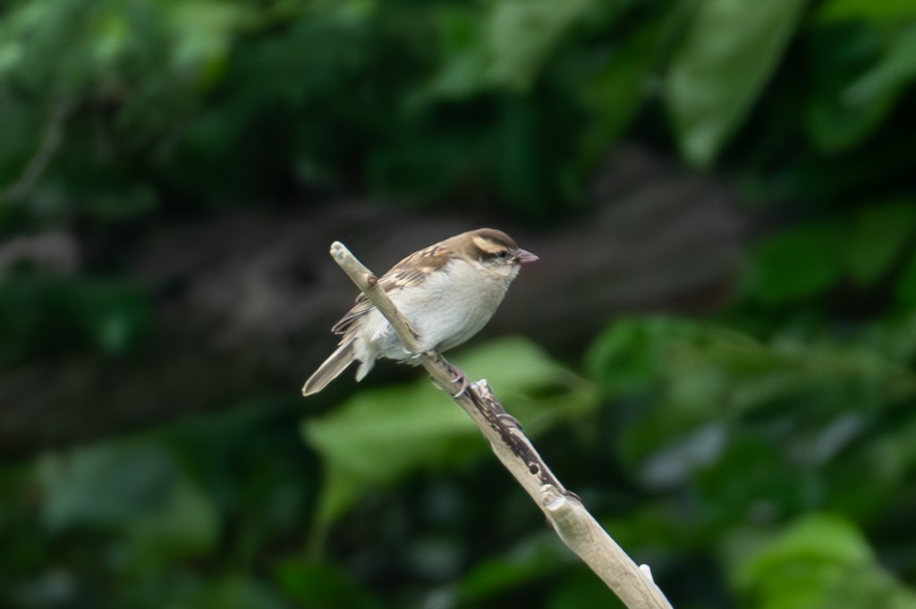 Russet Sparrow - ML621190498