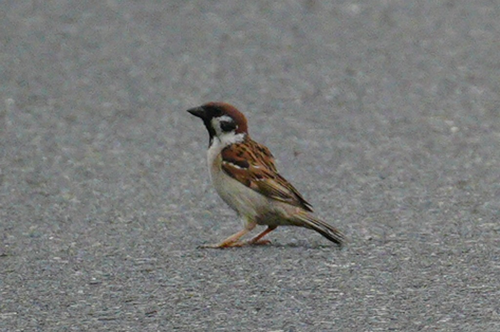 Eurasian Tree Sparrow - ML621190500