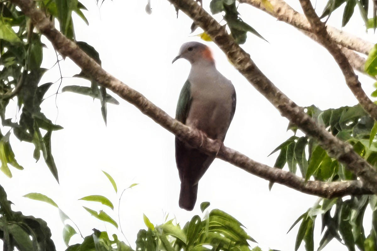 Green Imperial-Pigeon - ML621190517